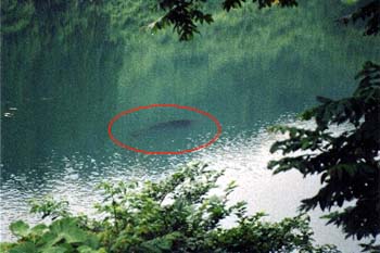 高浪の池 巨大魚の魚影