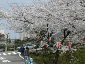 おうみ観桜会